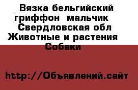 Вязка бельгийский гриффон (мальчик) - Свердловская обл. Животные и растения » Собаки   